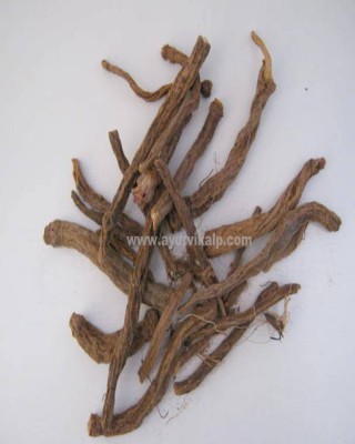 IRANI AKARKARA ROOTS, Anacyclus Pyrethrum, Raw Whole Herbs of India